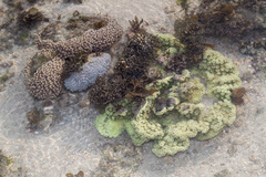 Duncanopsammia peltata