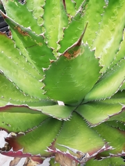 Agave cupreata