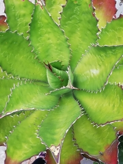 Agave cupreata