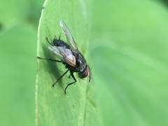 Diptera