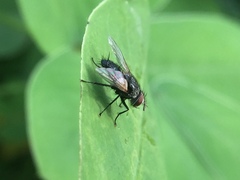 Diptera