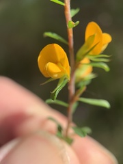 Pultenaea parviflora