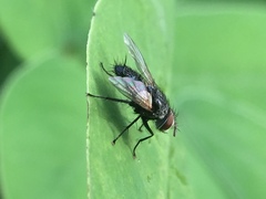 Diptera