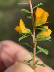 Pultenaea parviflora