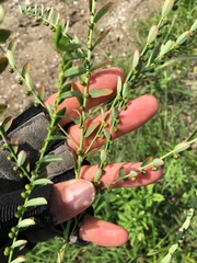 Phyllanthus evanescens