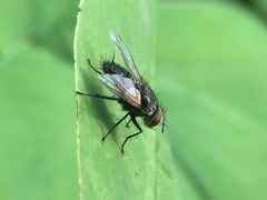 Diptera