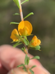 Pultenaea parviflora