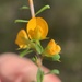 Sydney Bush-Pea - Photo (c) Lukas Clews, some rights reserved (CC BY), uploaded by Lukas Clews