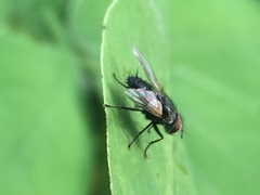 Diptera