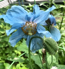 Meconopsis betonicifolia