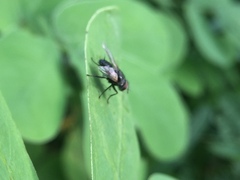 Diptera