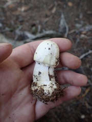 Agaricus didymus