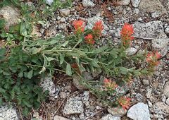 Castilleja miniata oblongifolia