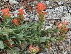 Castilleja miniata oblongifolia