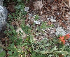 Castilleja miniata oblongifolia
