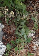 Castilleja miniata oblongifolia