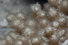 Klyxum