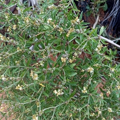Croton bonplandianus