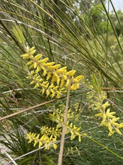 Persoonia saccata