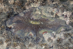 Stichodactyla gigantea
