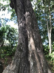 Terminalia sericocarpa