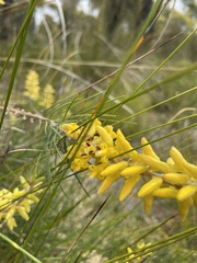 Persoonia saccata