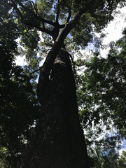 Terminalia sericocarpa