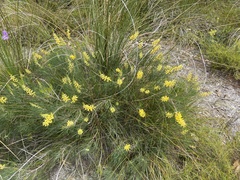 Persoonia saccata