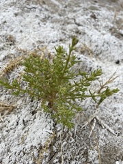 Nitrophila occidentalis