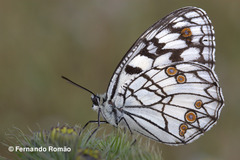 Melanargia ines
