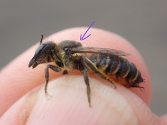 Megachile pyrenaea