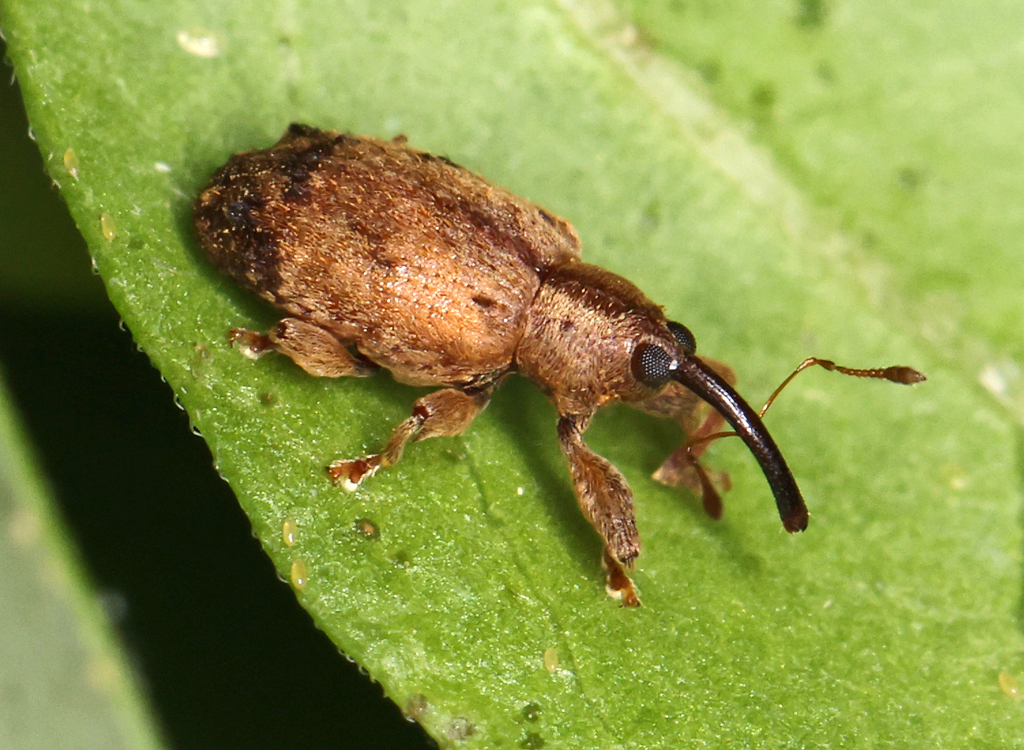 Ochyromera