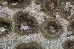 Rhodactis bryoides
