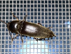 Elaterini