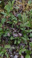 Masonhalea richardsonii