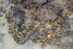 Duncanopsammia peltata