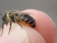 Megachile pyrenaea