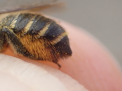 Megachile pyrenaea