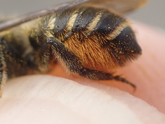Megachile pyrenaea