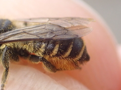 Megachile pyrenaea