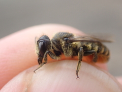 Megachile pyrenaea