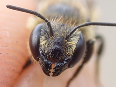 Megachile pyrenaea