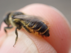 Megachile pyrenaea