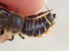 Megachile pyrenaea