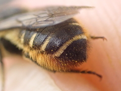 Megachile pyrenaea