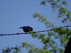 Haemorhous mexicanus