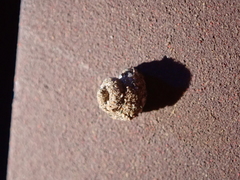 Apterona helicoidella