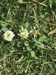 Trifolium repens