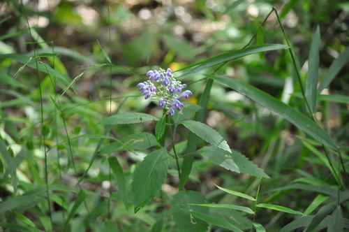Scutellaria incana