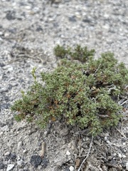 Artemisia pygmaea